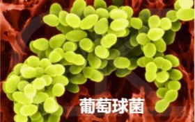 利尿消炎丸可以杀死葡萄球菌吗